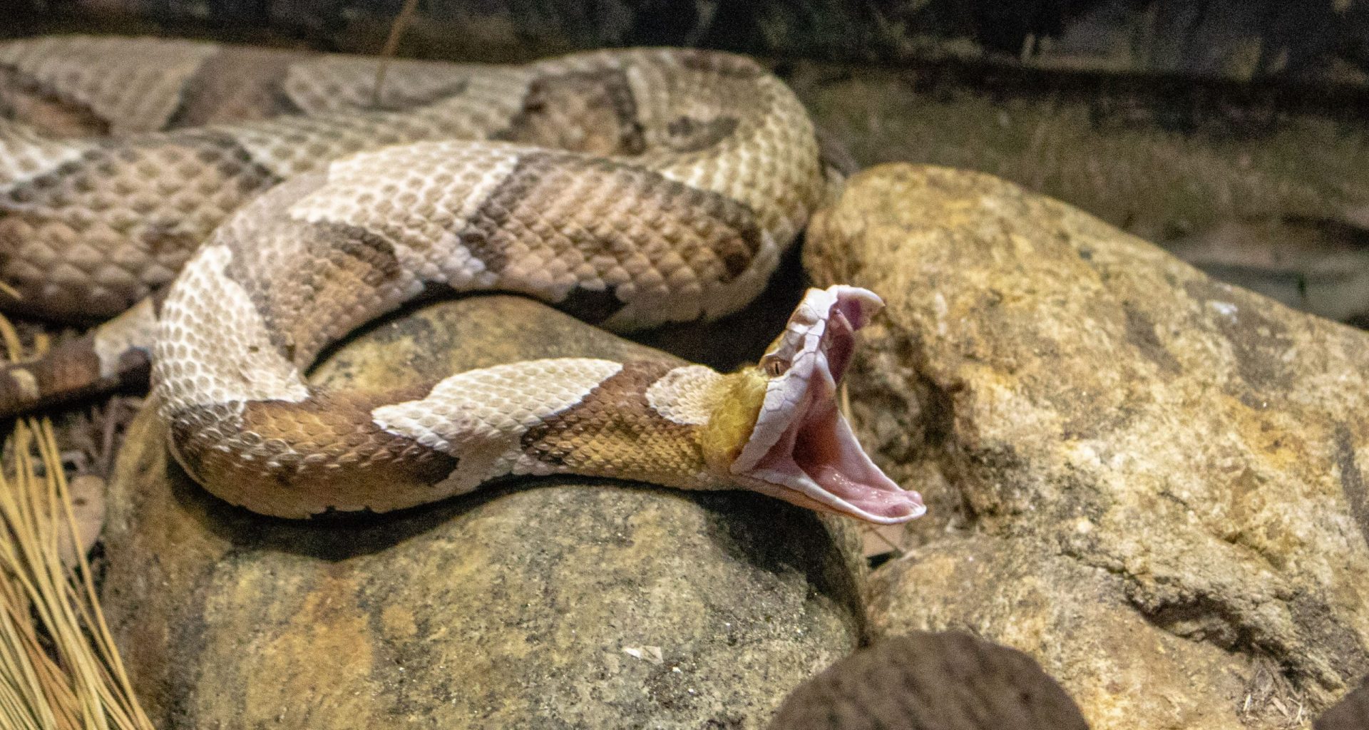 Picture of a copperhead snake