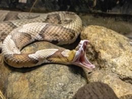 Picture of a copperhead snake