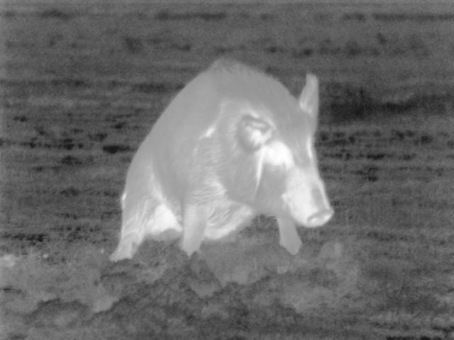 boar photographed up close using thermal scope